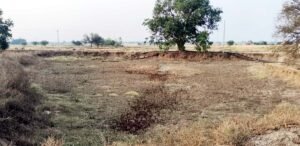 फतेहपुर(CNF)। तालाब सूखे, पानी के लिए भटक रहे पशु-पक्षी
