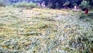 फतेहपुर(CNF)। बारिश के थपेड़ों में खेतों में बिछी धान की फसल