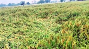 फतेहपुर(CNF)। बारिश ने खेतों में गिराई धान की उम्मीद